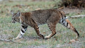 Calero_Creek_Trail_Bobcat